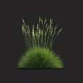 Lush Green Grass With Slender Stems And Tiny Spikes Against Black Background 3d model