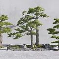 Three Pine Trees in Serene Garden with Stones Lantern and Green Foliage