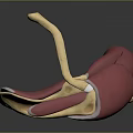 3D Anatomical Model Displaying Muscle And Joint Structure With Red Yellow Components