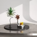 Green Red And Yellow Decorative Indoor Plants On Black Circular Tray With Gray Tabletop