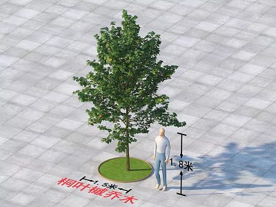 Tongye Maple Tree 8 Meters Tall With Circular Lawn On Gray Tiled Ground 3d model
