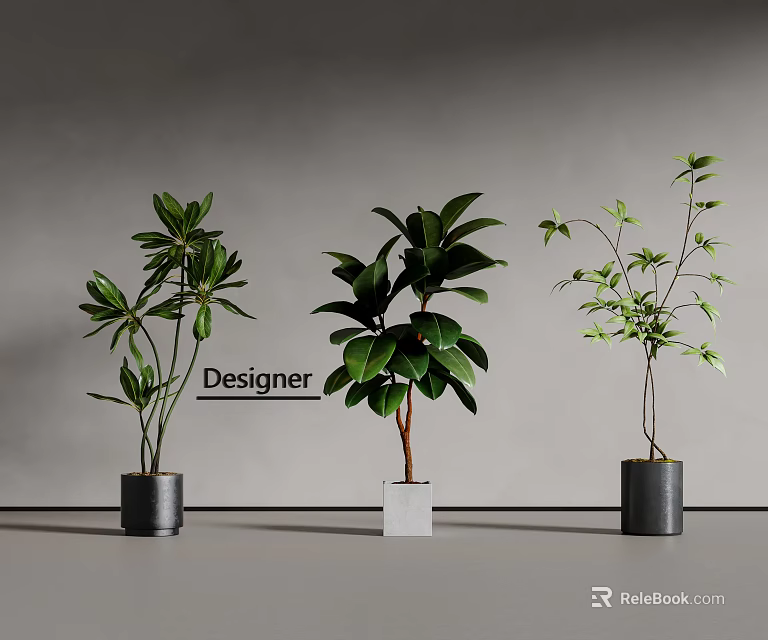 Designer Bonsai Potted Plants with Various Leaf Shapes and Modern Pots Arranged in a Row 3d model 