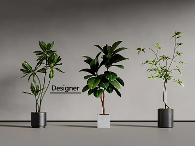 Designer Bonsai Potted Plants with Various Leaf Shapes and Modern Pots Arranged in a Row 3d model