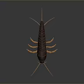 Household Pest Control Products for Silverfish With Long Antennae and Brown Body