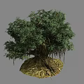 Lush Green Tree with Dense Foliage Exposed Roots Growing on Natural Ground