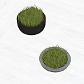Bonsai Potted Plants with Green Grass in Black and White Containers on Indoor Floor