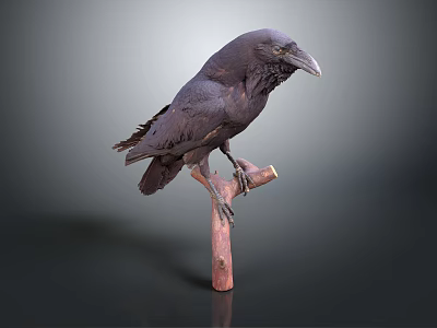 Realistic Black Crow Perched On Wooden Branch Against Dark Background 3d model