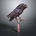 Realistic Black Crow Perched On Wooden Branch Against Dark Background