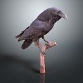 Modern crow crow bird bird 3d model