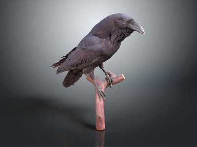 Modern crow bird 3d model