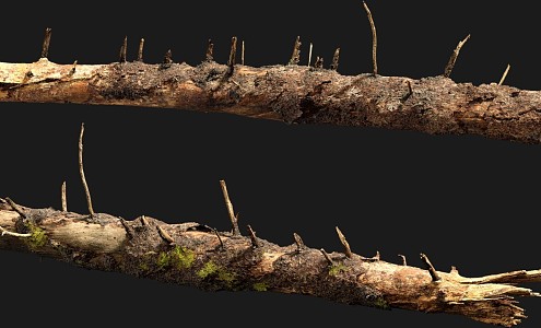 Wood Branches Dead Wood Trees Trunk Plants 3d model