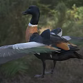 Black Headed Duck With Brown Chest And White Feathers Spreading Wings In Grassland