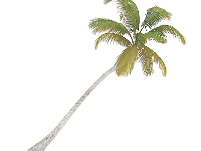 Tall Tropical Palm Tree With Green Leaves And Leaning Trunk 3d model