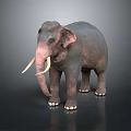 Realistic Elephant With Long White Tusks Gray Skin And Curved Trunk