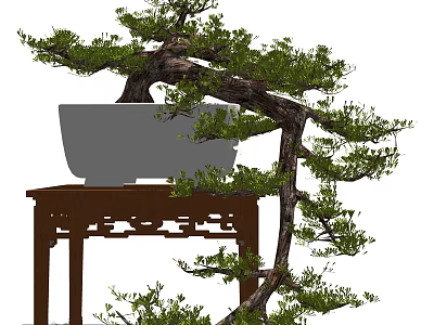 Bonsai Plant In Gray Pot On Wooden Stand With Curved Branches And Green Leaves 3d model