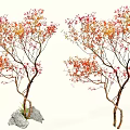 Two Arbor Trees with Red and Orange Leaves Curved Trunks and Stone Base