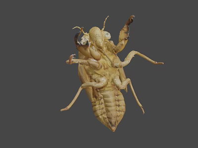 Cicada Exuvia Exoskeleton Showing Detailed Natural Structure And Yellowish Features 3d model