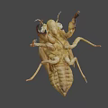 Cicada Exuvia Exoskeleton Showing Detailed Natural Structure And Yellowish Features