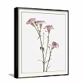 Two Framed Botanical Prints With Pink And White Flowers In Black Frames