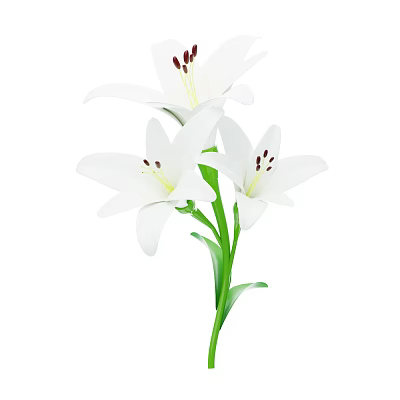White Lilies with Three Blooms and Green Stems and Leaves 3d model
