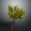 Lush Green Tree With Brown Trunk And Vibrant Leaves On Gray Background