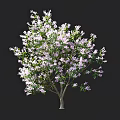 Beautiful Flowering Tree With White And Purple Flowers Against Dark Background And Size Scale