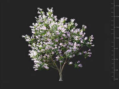 Beautiful Flowering Tree With White And Purple Flowers Against Dark Background And Size Scale 3d model