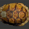Shiny Orange Brown Tortoise Shell With Detailed Patterned Texture On Dark Background