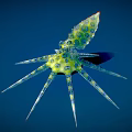 Green and Yellow Octopus with Blue Spots and Long Slender Tentacles on Deep Blue Background