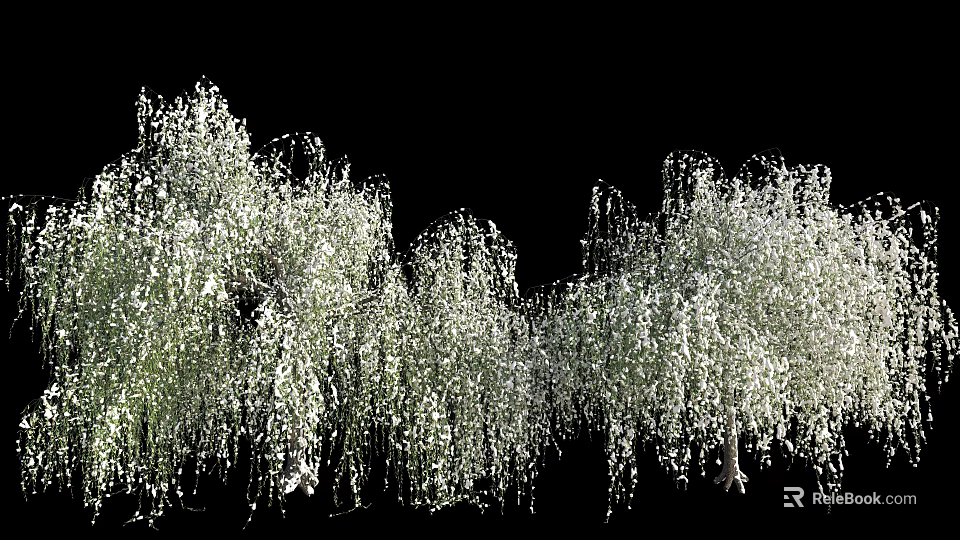 Graceful Weeping Willow Trees With Long Hanging Branches And Lush Green Foliage 3d model 