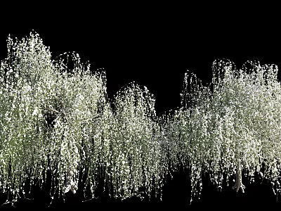 Graceful Weeping Willow Trees With Long Hanging Branches And Lush Green Foliage 3d model