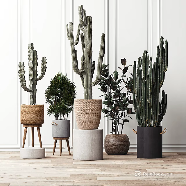 Indoor Potted Cacti and Green Plants in Decorative Woven and Ceramic Pots 3d model 