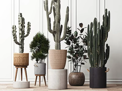 Indoor Potted Cacti and Green Plants in Decorative Woven and Ceramic Pots 3d model
