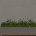Green Grass Potted Plants In White Rectangular Container Against Light Wall And Wooden Floor