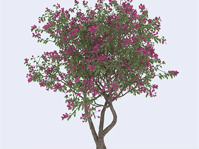 Lush Ornamental Tree With Profuse Purple Flowers Healthy Green Foliage And Brown Trunk 3d model
