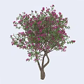 Lush Ornamental Tree With Profuse Purple Flowers Healthy Green Foliage And Brown Trunk