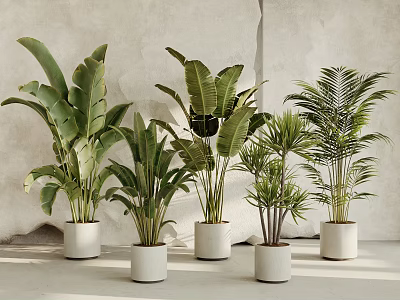 Various Large Leafy Indoor Potted Plants In White Planters For Modern Home Decor 3d model