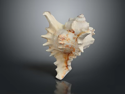 Natural Spiky Conch Shell With White And Brown Patterns On Dark Background 3d model