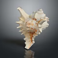 Natural Spiky Conch Shell With White And Brown Patterns On Dark Background
