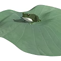 Green Reptile Resting On Large Fresh Lotus Leaf In Natural Habitat