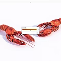 Two Red Aquatic Lobsters Displayed on White Background with Natural Features 3d model