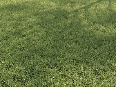 Lush Green Grass Field With Soft Texture And Tree Shadows Under Sunlight 3d model