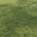 Lush Green Grass Field With Soft Texture And Tree Shadows Under Sunlight 3d model