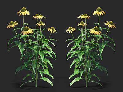 Two Clusters Of Vibrant Yellow Coneflowers Blooming With Green Leaves 3d model