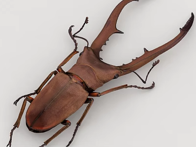 Giant Stag Beetle Detailed Closeup With Large Curved Mandibles And Brown Exoskeleton 3d model