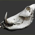 Animal Skull Display With Curved Horns And Detailed Skeletal Structure On Dark Background