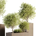 Lush Green Bonsai Trees in Modern Square Brown Planters with Varied Heights