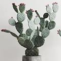 Bonsai Potted Cactus Plants with Red Fruits in Concrete Pots on Wooden Legs Stand