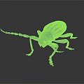 Black and white striped beetle with long antennae and black exoskeleton isolated on gray background
