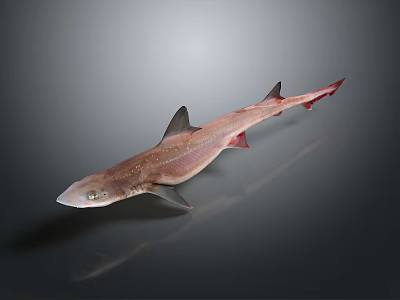 Realistic Brownish Shark With Red Fins In Side View On Smooth Reflective Surface 3d model